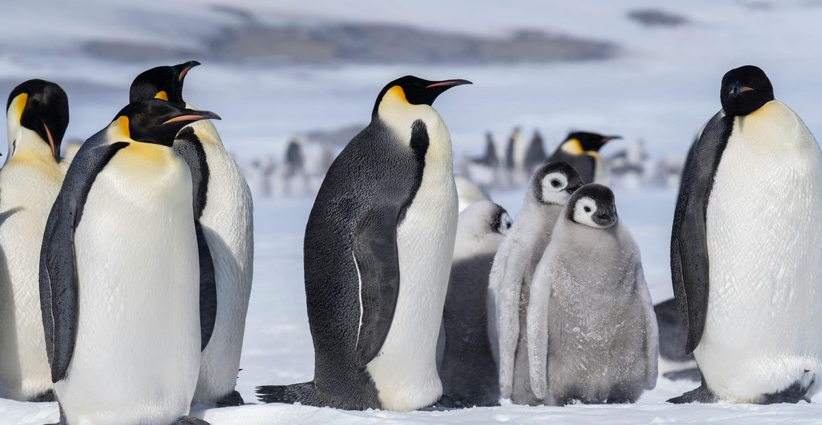 New Satellite Technology Helps Scientists Monitor Endangered Emperor Penguins
