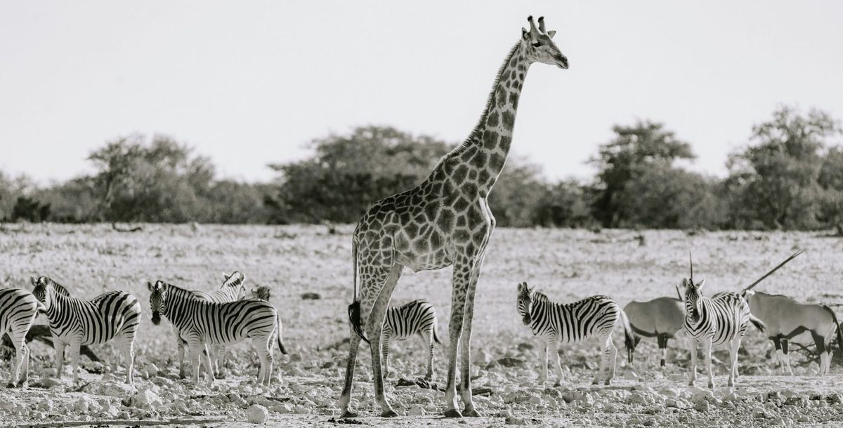 How eDNA Could Help Protect Africa's Endangered Wildlife (By Ethan,18)
