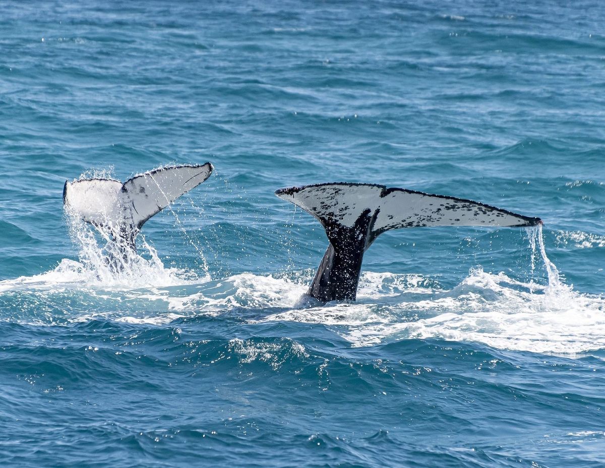 More Whales Returning to Vancouver Waters Thanks to Conservation Success