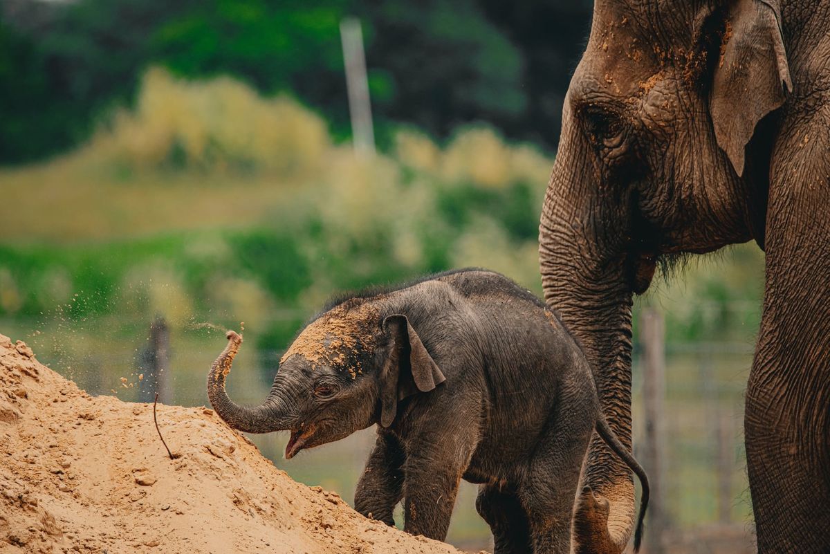 Whipsnade Zoo Elephant Calf Learns Heatwave Cooling Tricks