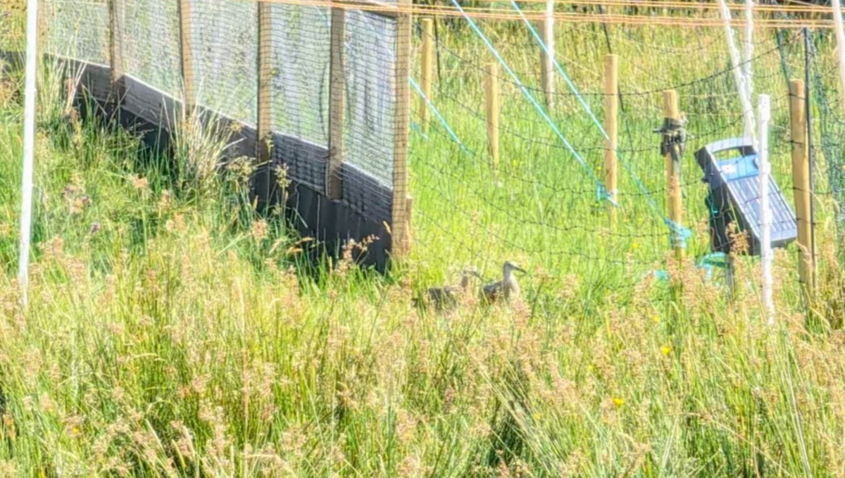 Rare Curlew Chicks Released After Escaping Fermanagh Wildfire