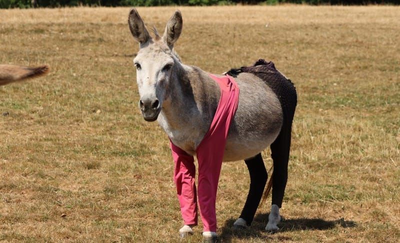 Flares for Brays! Donkeys Rock Summer Trousers