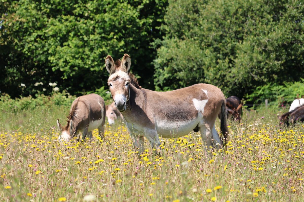 Rare Orchid Found as Devon Sanctuary Celebrates Wildflower Success