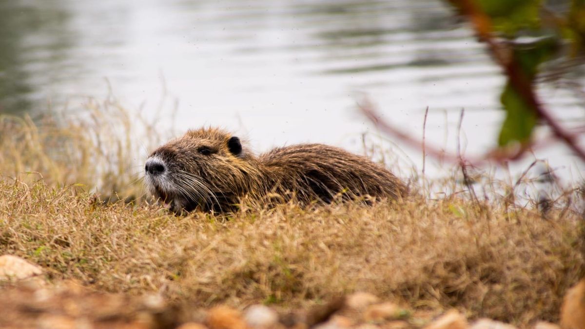 First Wild Beaver Born in Staffordshire for More Than 400 Years