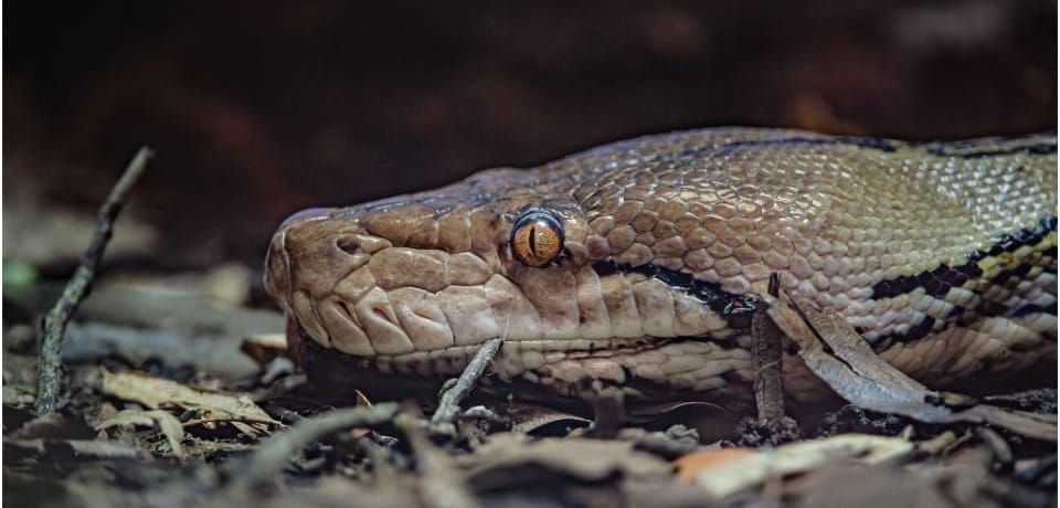 Giant Python Jodie Beats Cancer After World-First Treatment