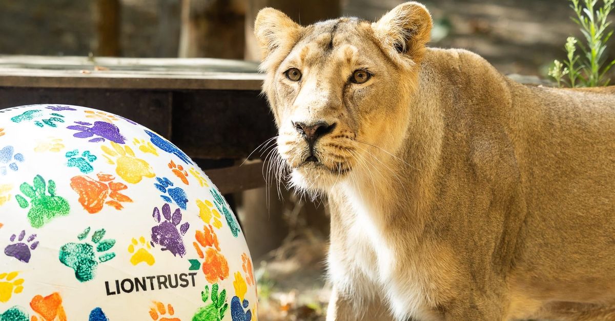 Lion cub gets his paws on a special World Lion Day treat