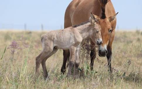 Tiny foal marks big step for wild horses in Kazakhstan