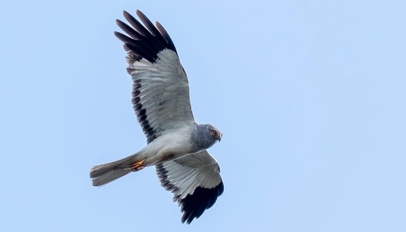 Cautious optimism as record year for Hen Harrier chicks at RSPB Geltsdale