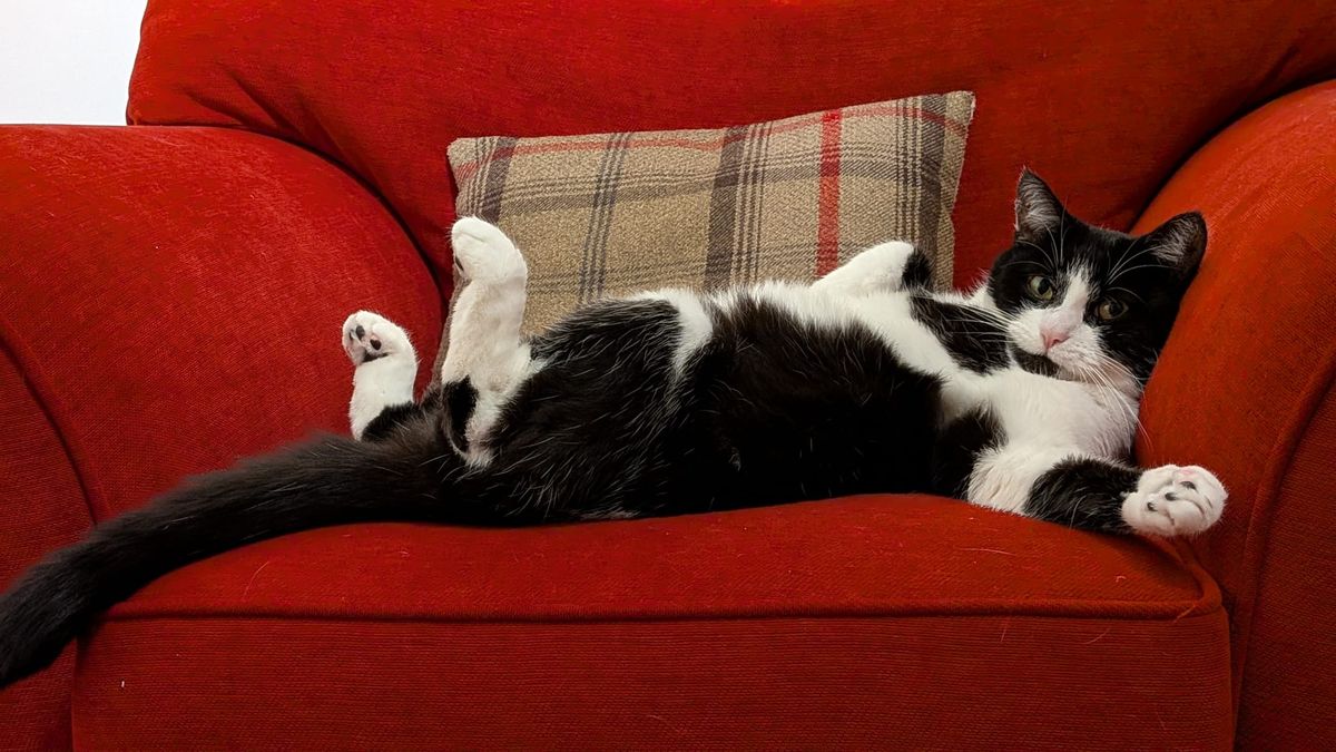From scaredy-cat to lap cat: Duckling’s heartwarming transformation