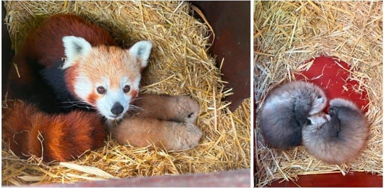 Double delight as rare red panda twins are born at Whipsnade Zoo