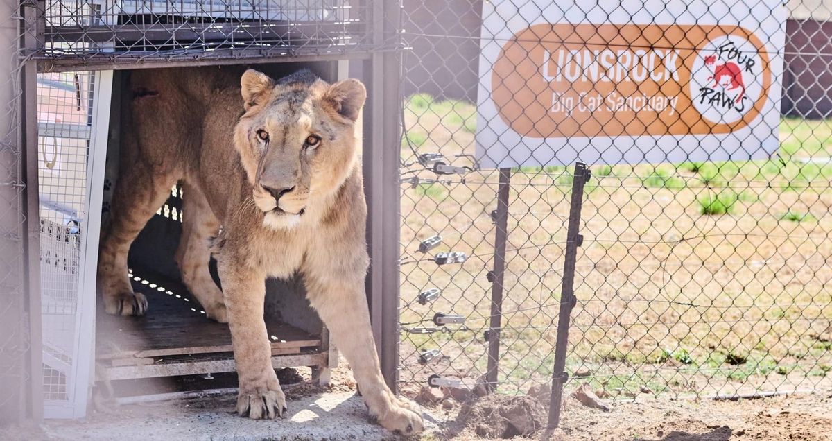 Rescued Lions and Tigers Begin New Lives at South African Sanctuary
