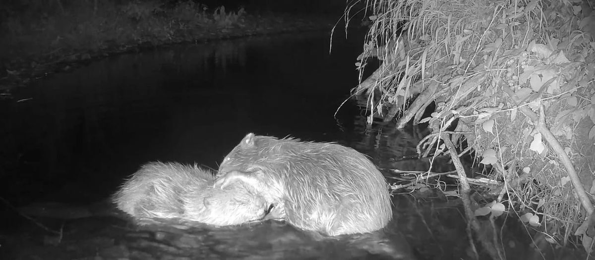 Love is in the air as Exmoor beavers find a partner