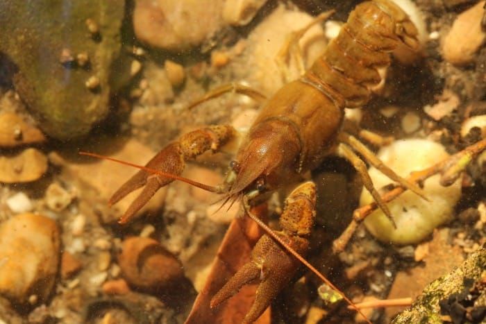 Rare white-clawed crayfish given lifeline in major conservation effort