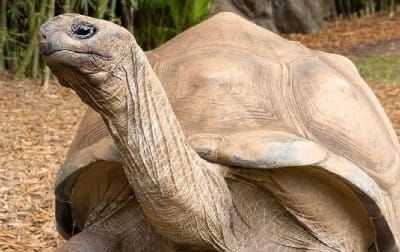 Australia Zoo’s Goliath celebrates 50th birthday with a favourite-food feast