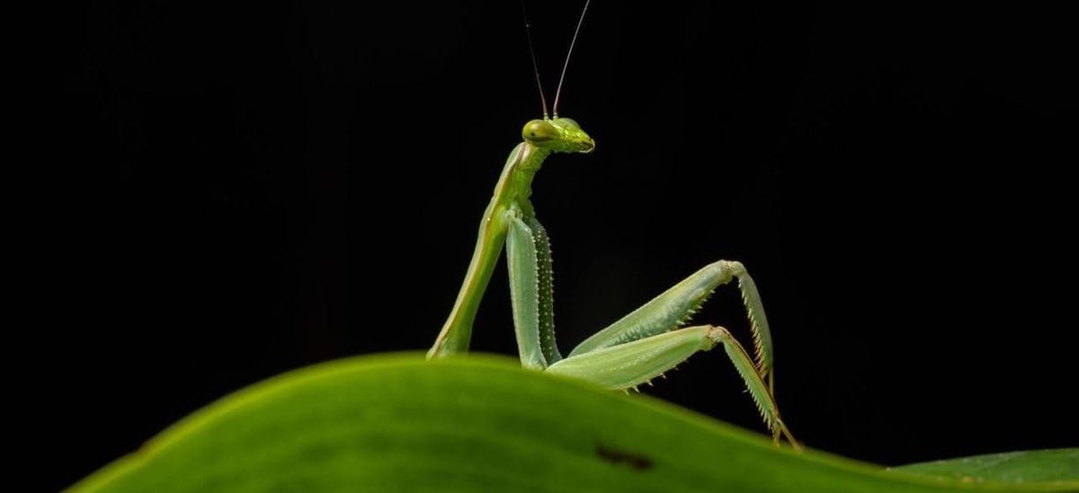 From wig-wearing caimans to handstanding leopards: meet the funniest wildlife finalists
