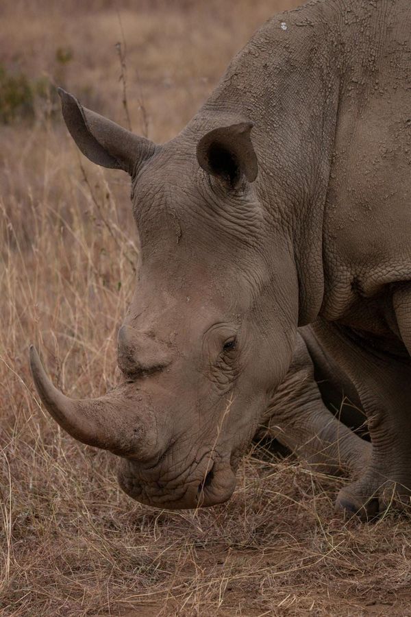 Good news for Kenya’s Black Rhinos in miracle comeback as numbers reach 1000