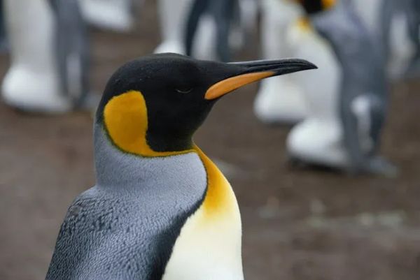 Penguin in wedding surprise for bride