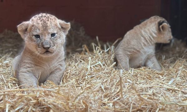 Pride and Joy for Whipsnade Zoo as Second North African Lioness Gives Birth