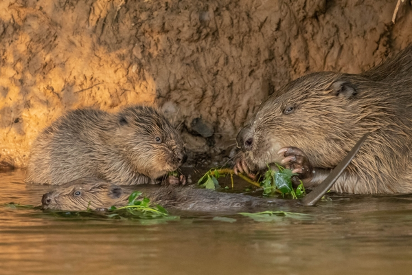 Beavers Are Coming Home!