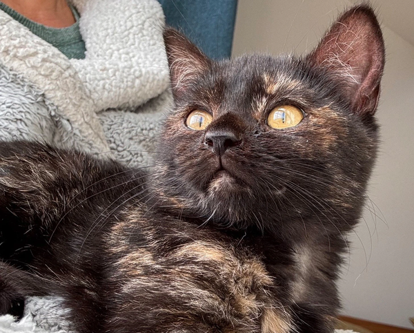 Tiny Kitten ‘Loving Life’ After Adopting Her New Owner on a Cliff-Top Walk