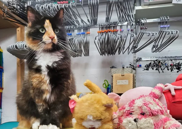 Bean the Cat Earns Volunteer Title for Her ‘Paws-itively’ Amazing Service!