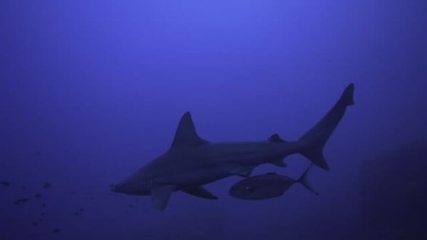 Fish Use Sharks As Shields to Ambush Prey, Study Reveals