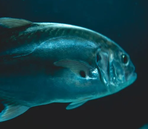 Deep-Dive Dinners Are The Norm for Tuna and Swordfish, Oceanographers Find