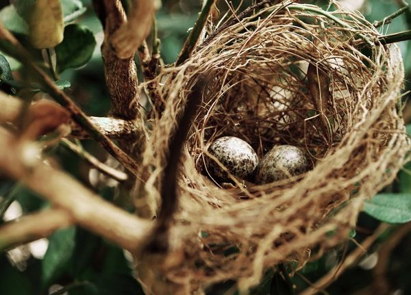 How to Look After Birds During Nesting Season