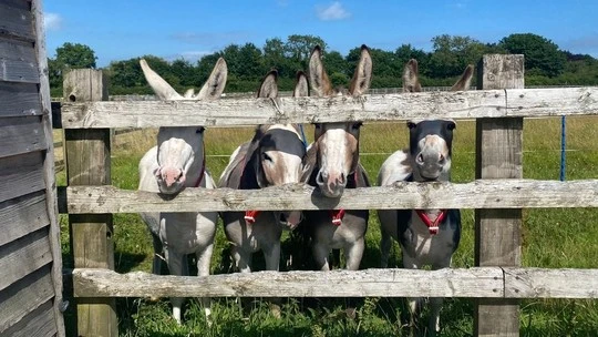 Young Donkeys Thriving After Mums’ Historic Rescue