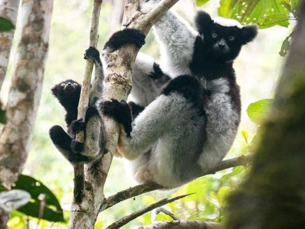 Baby Lemurs Sing Out of Tune, Just Like Human Children, Finds University of Warwick Research