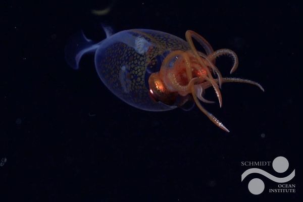 First Confirmed Footage of a Colossal Squid—and it’s a Baby!