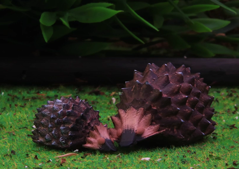 British Hedgehog Preservation Society Wins People’s Choice Award In Charity Film Awards