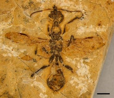 Prehistoric Predator: Oldest Ant Ever Found Unearthed in Brazil