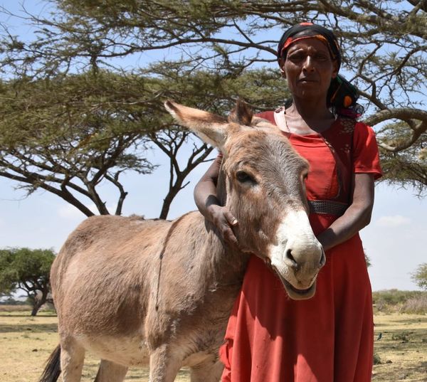 The Donkey Sanctuary Shortlisted for the Charity Awards 2025