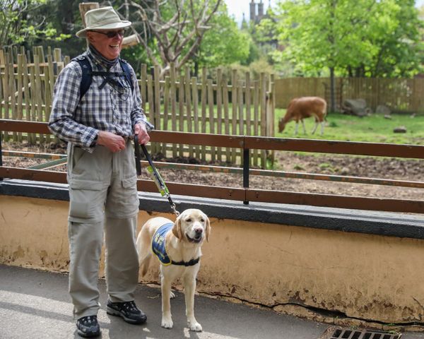 Guide Dogs Go for a Walk On The Wild Side at Edinburgh Zoo
