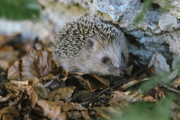 Help a Hedgehog This Week – and All Year Round!