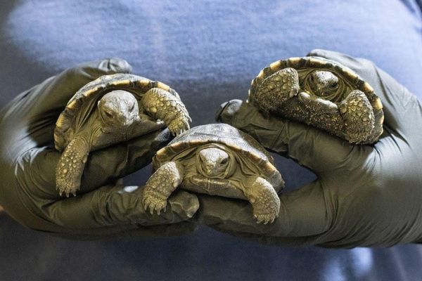 Three More Critically Endangered Galapagos Tortoises Hatch at Philadelphia Zoo