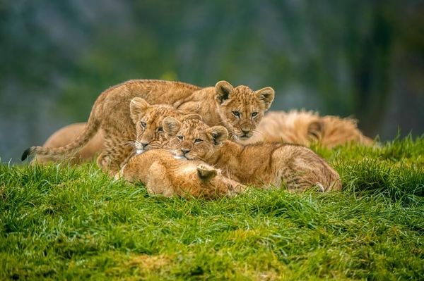 Zoo Announces Names of Youngest Four Northern African Lion Cubs