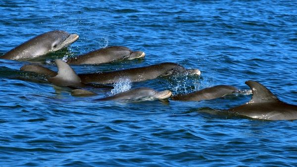 Researchers Awarded for Identifying First Evidence of Possible Language-Like Communication in Dolphins