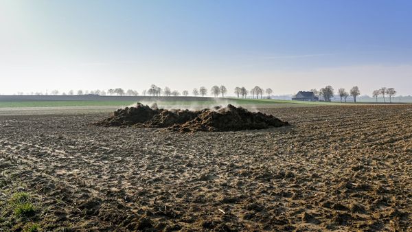 Dung-gineering’ Breakthrough Turns Cow Manure into Everyday Materials