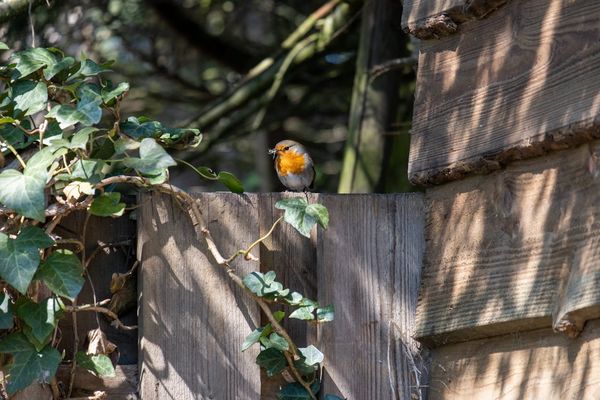 How to Enjoy Birdsong this International Dawn Chorus Day