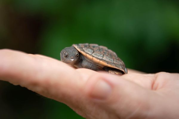 Hope for the Future: Irwin's Turtles at Australia Zoo Carry 50 Eggs Ahead of World Turtle Day