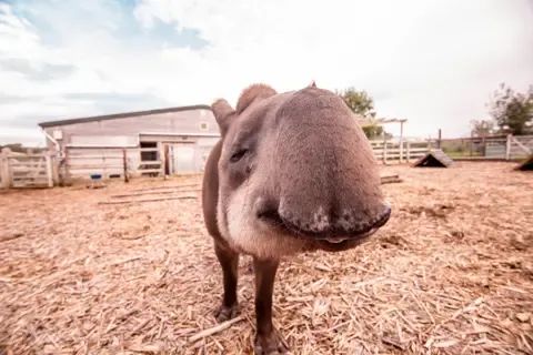 Happy 24th Birthday, Toby The Tapir!