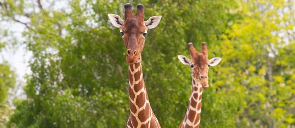 Bristol Charity Scoops Prestigious National Awards for Global Conservation Work