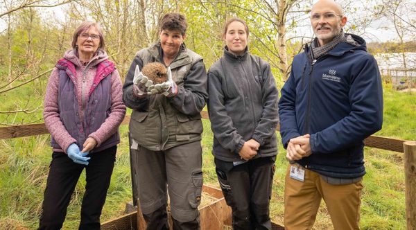 Hedgehogs Successfully Rehomed at Bluestone National Park Resort
