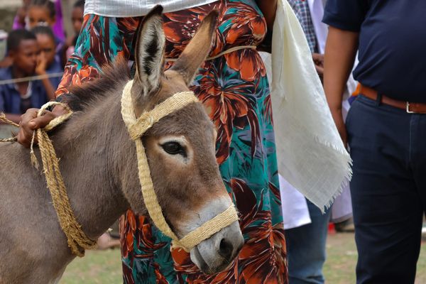 Ambitious New Plan Set to Boost Donkey Welfare Across Ethiopia