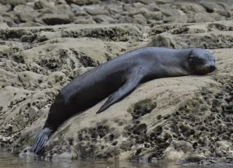 First Sea Lion Rescue Marks World Oceans Day in Costa Rica