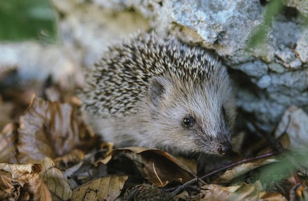 Hedgehog Heroes: 10 Ways You Can Make a Difference