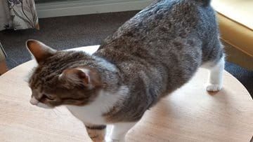 Pregnant Stray Cat Finds Safety at Ashington Care Home