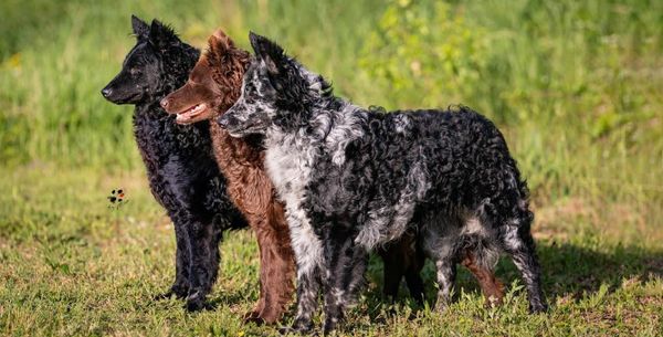 Meet Britain's Newest Dog Breed: The Hungarian Mudi